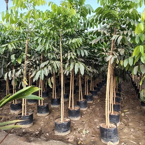 African Mahogany Plant